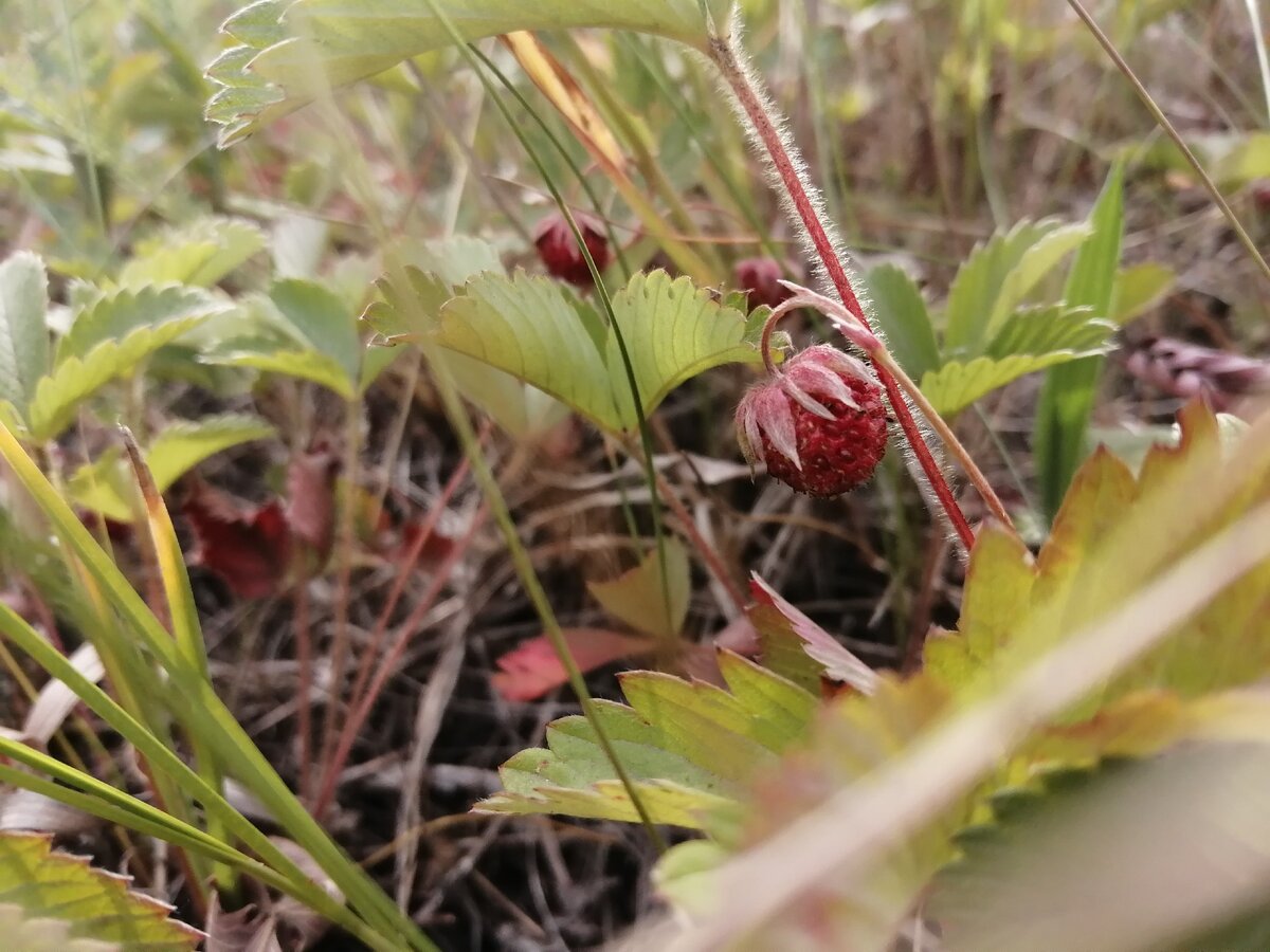 Лето🍓☀️