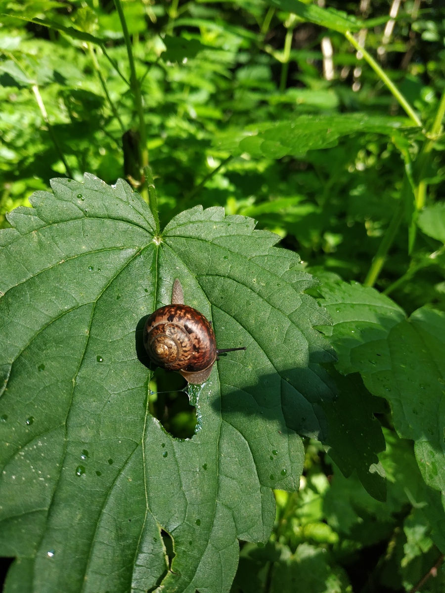 Ползет, вероятно к светлому будущему)
