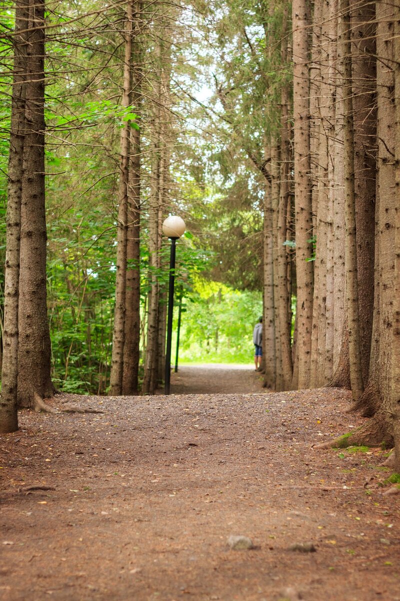 Еловая аллея