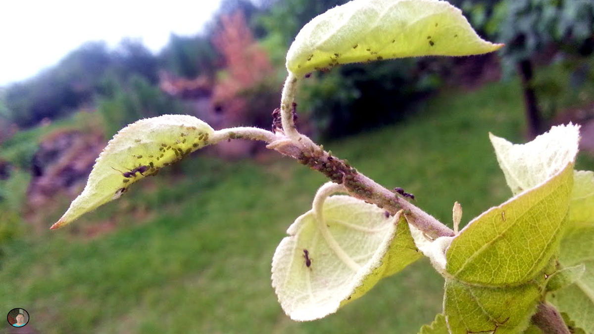 Тля и муравьи