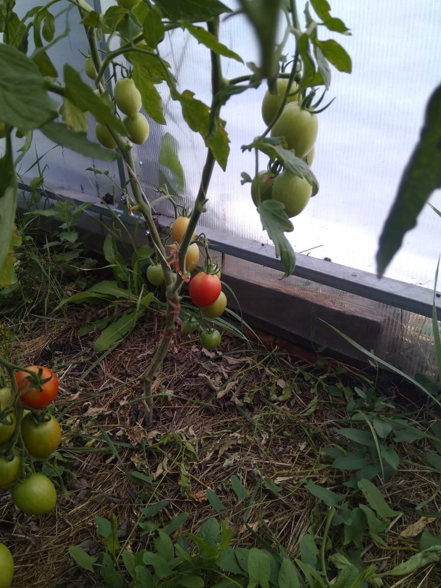 Созревание происходит неравномерно