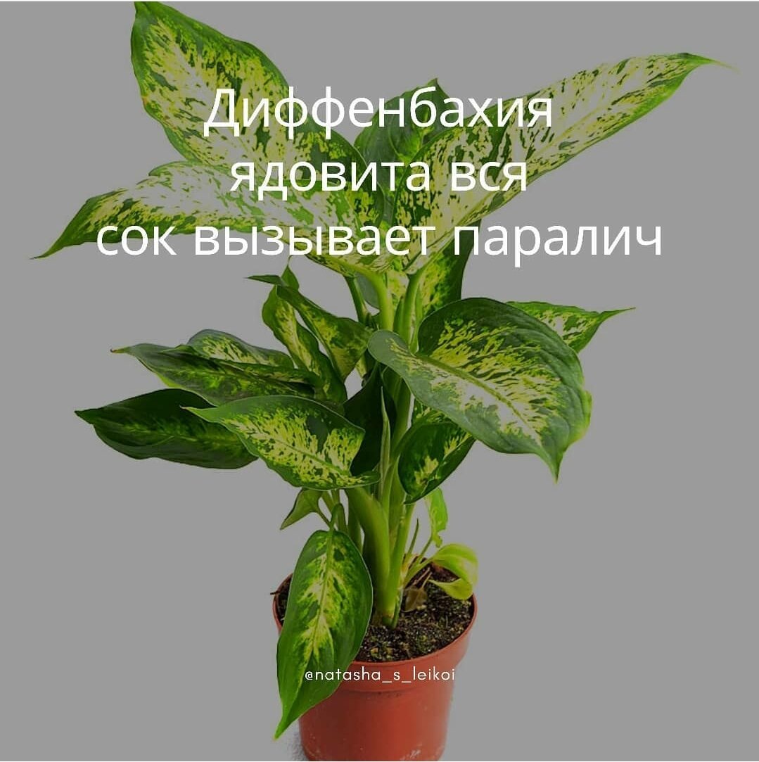 Ядовитые домашние цветы