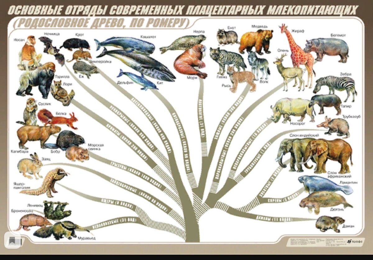 Генеалогическое древо млекопитающих(Яндекс Картинки\инфоурок.ру)