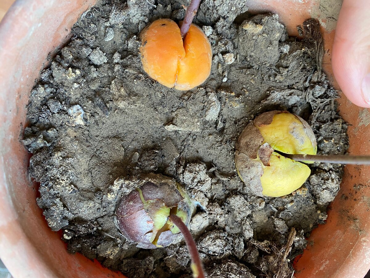 не пугайтесь того, что косточки будут трескаться