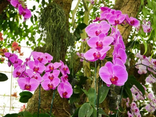 Как вырастить орхидеи в домашних условиях: секреты и ньюансы