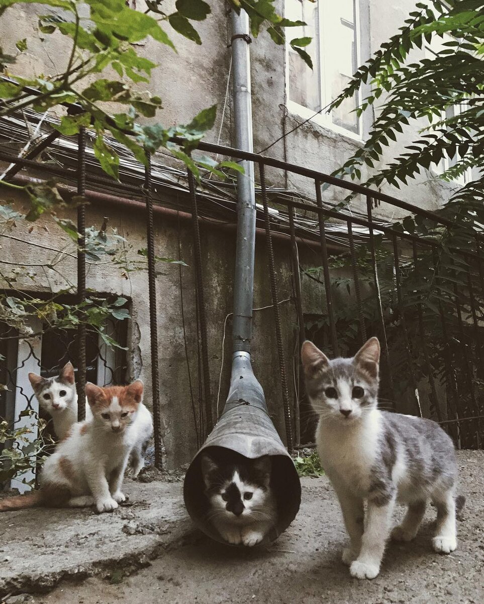 Одесские дворовые котики