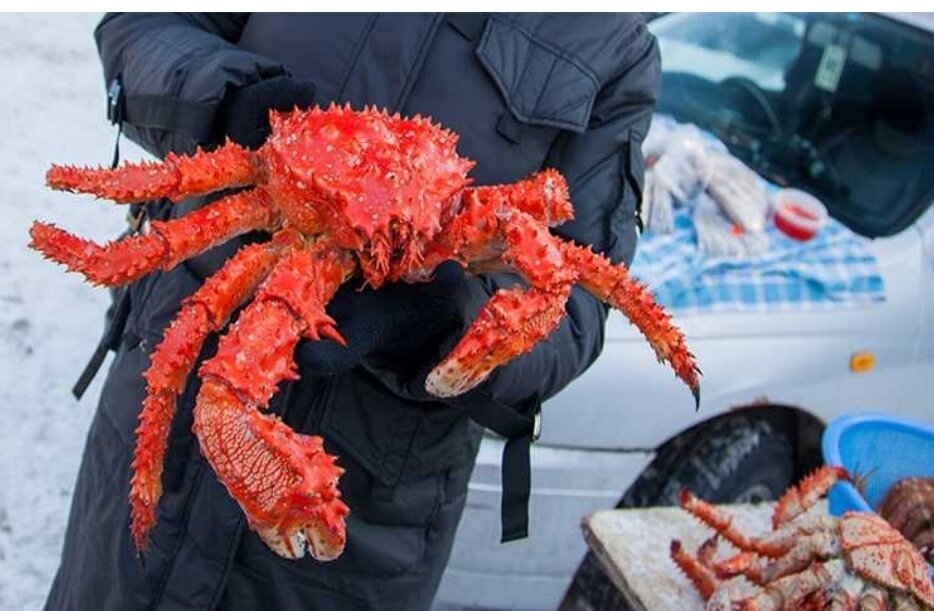 Королевский Краб