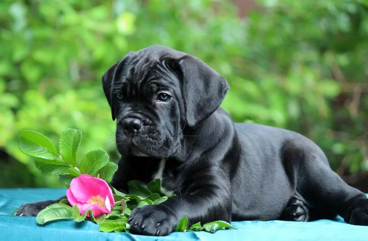 Щенок итальянского кане корсо