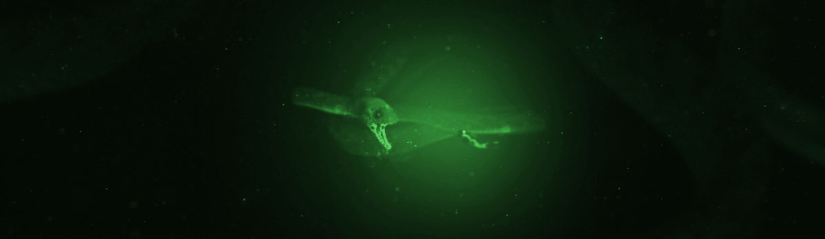 SCP-3000 и водолаз Фонда во время исполнения протокола "Атзак".