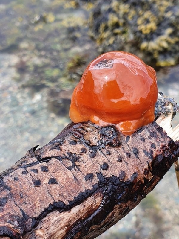 
Это корень дерева и не ветка, а спекшийся грунт, который образуется от мощного удара молнии в песок или горную породу. Он называется фульгурит
