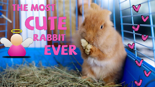 Смешные кролики - фото онлайн на витамин-п-байкальский.рф