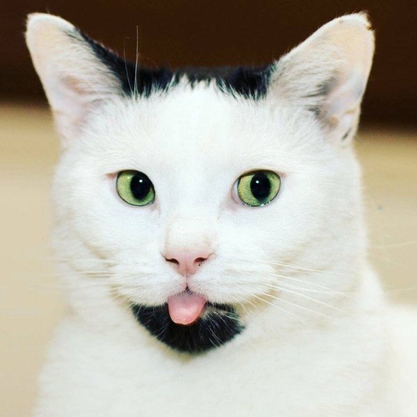 Гарри. Источник фото: koteiki.com