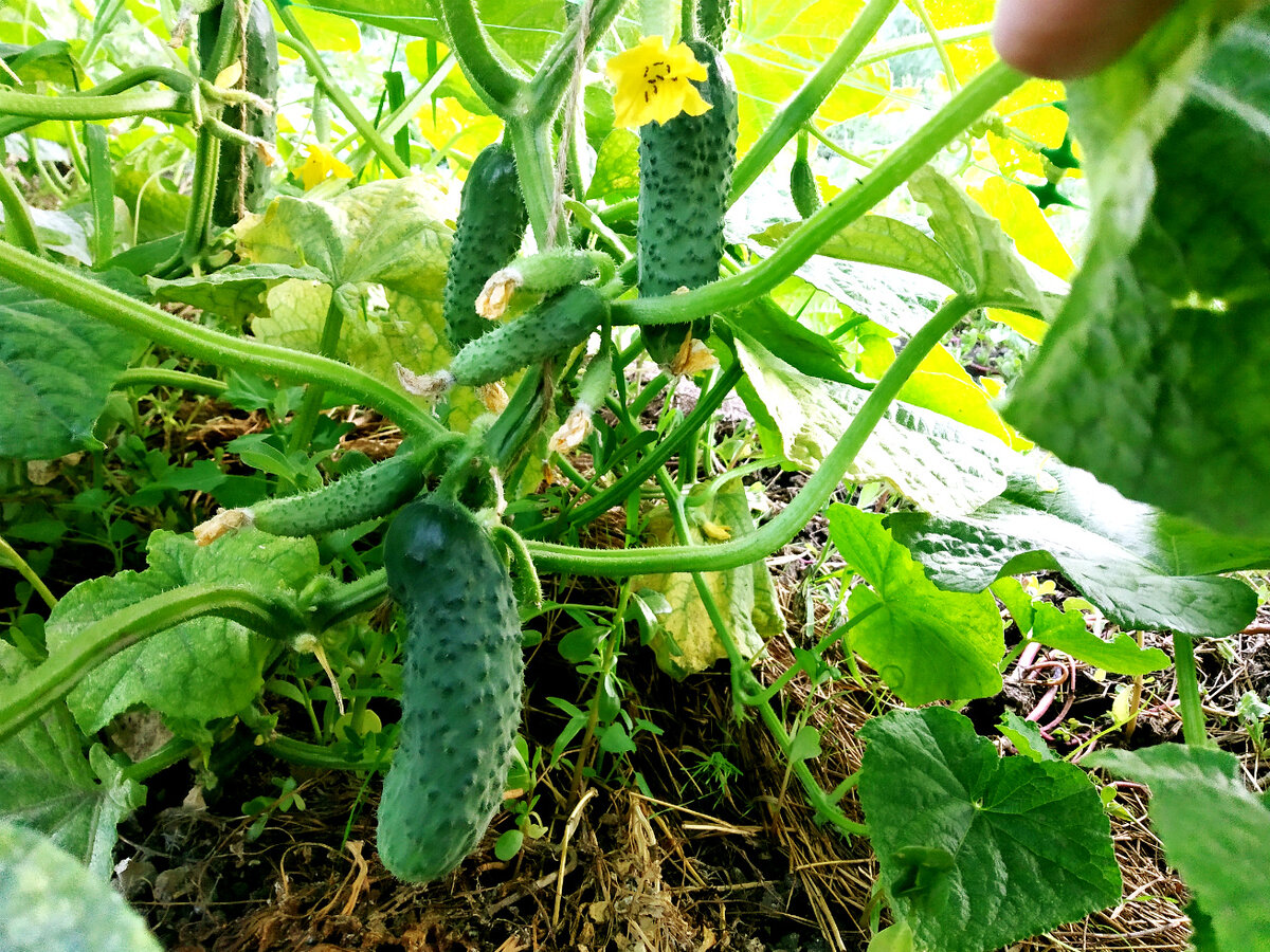 Вот так дружно завязываются огурчики