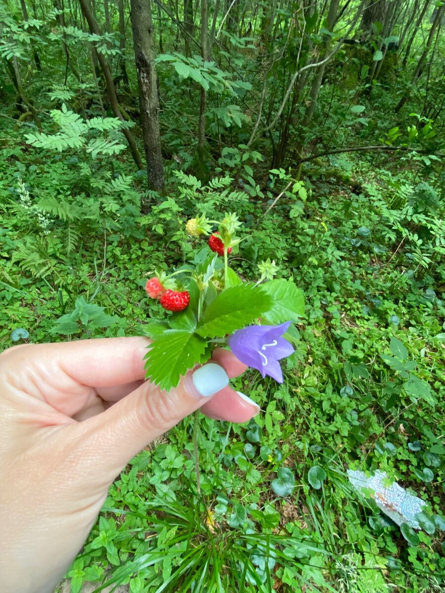 Колокольчик - цветок дюльмовочек 