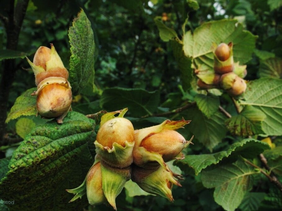 Лесной орех.