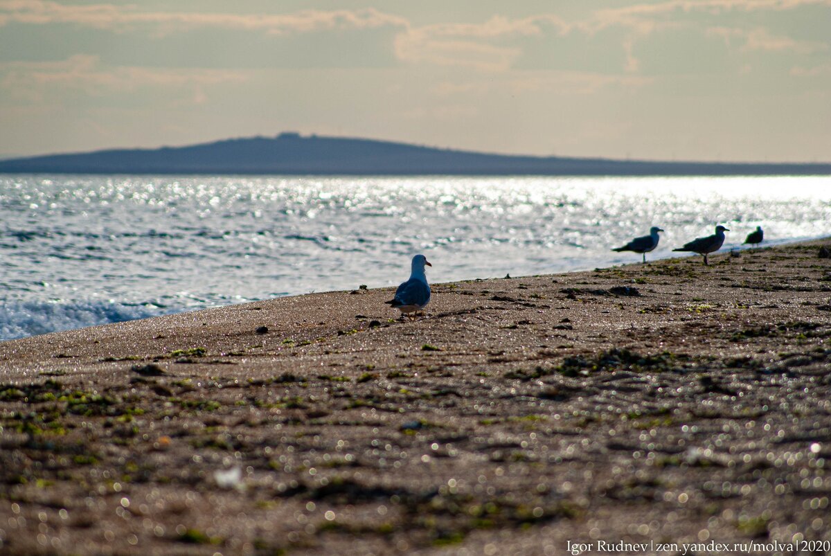На берегу Черного моря. Опукский заповедник