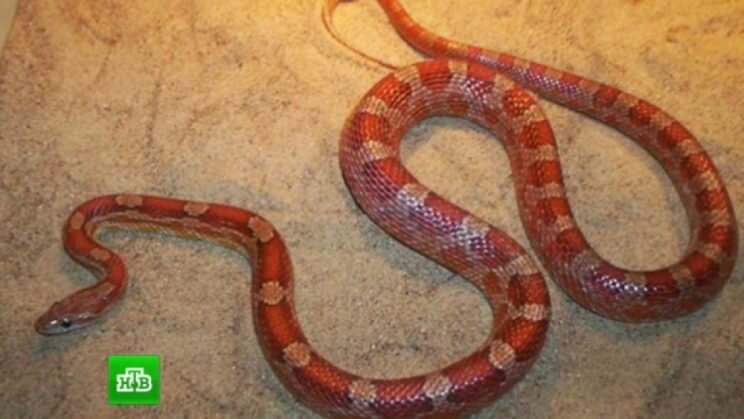 Так как собаки и коты стали обыденными жителями домов и квартир, многие люди ищут «нестандартных» животных, которых можно поселить у себя и наслаждаться их обществом. К таким животным можно отнести змей. Сегодня мы поговорим о представителе рода Панферофис — маисовом полозе. Расскажем, что собой представляет пресмыкающееся животное, где оно обитает и какие условия ему нужно создать для комфортной жизни и размножения.