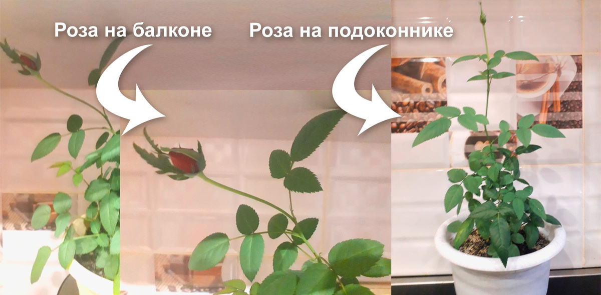 Хорошие Новости