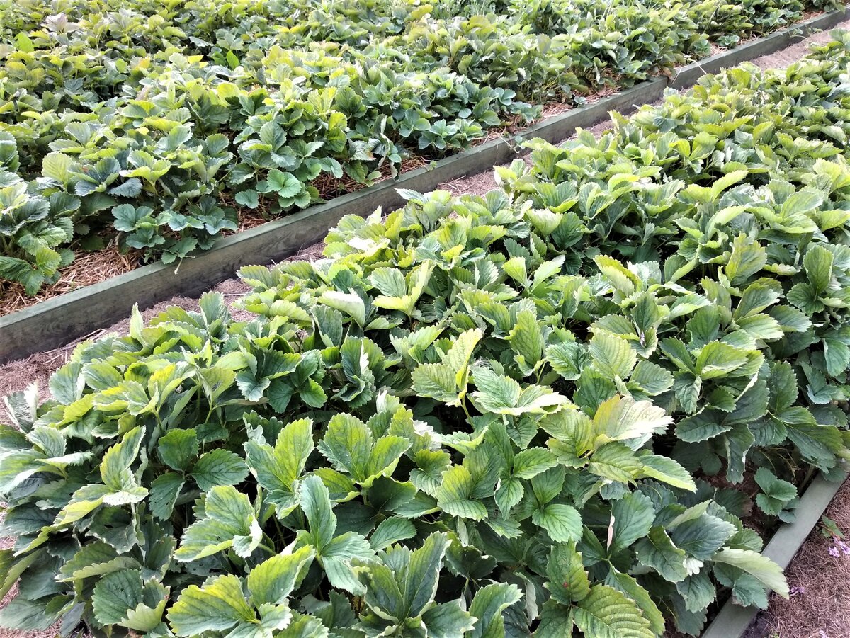 Кусты клубники к концу плодоношения.