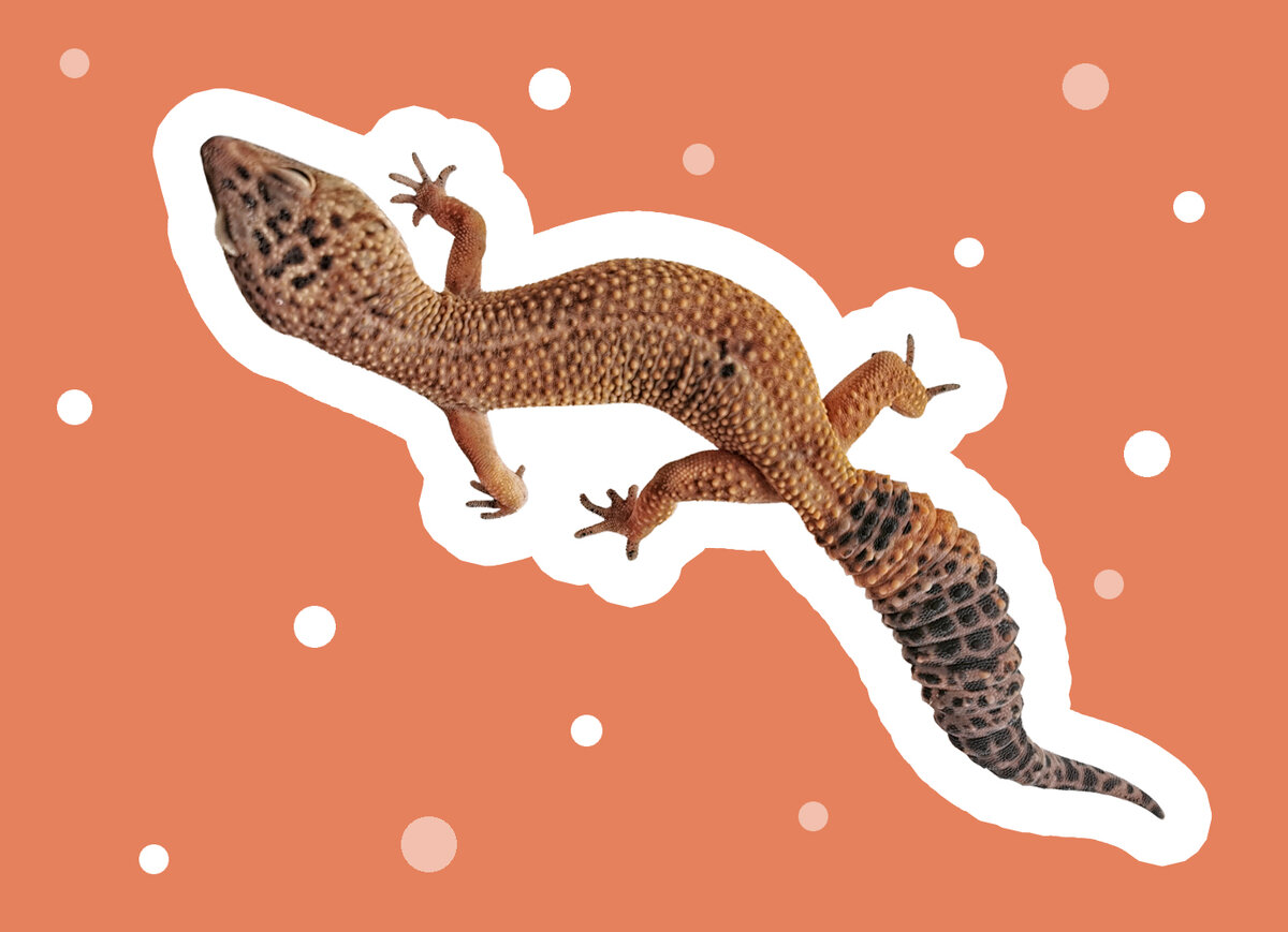 Леопардовый Геккон Кицуми