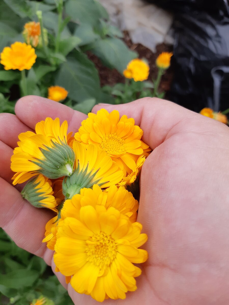 Цветки календулы