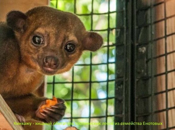 Клетка для животных