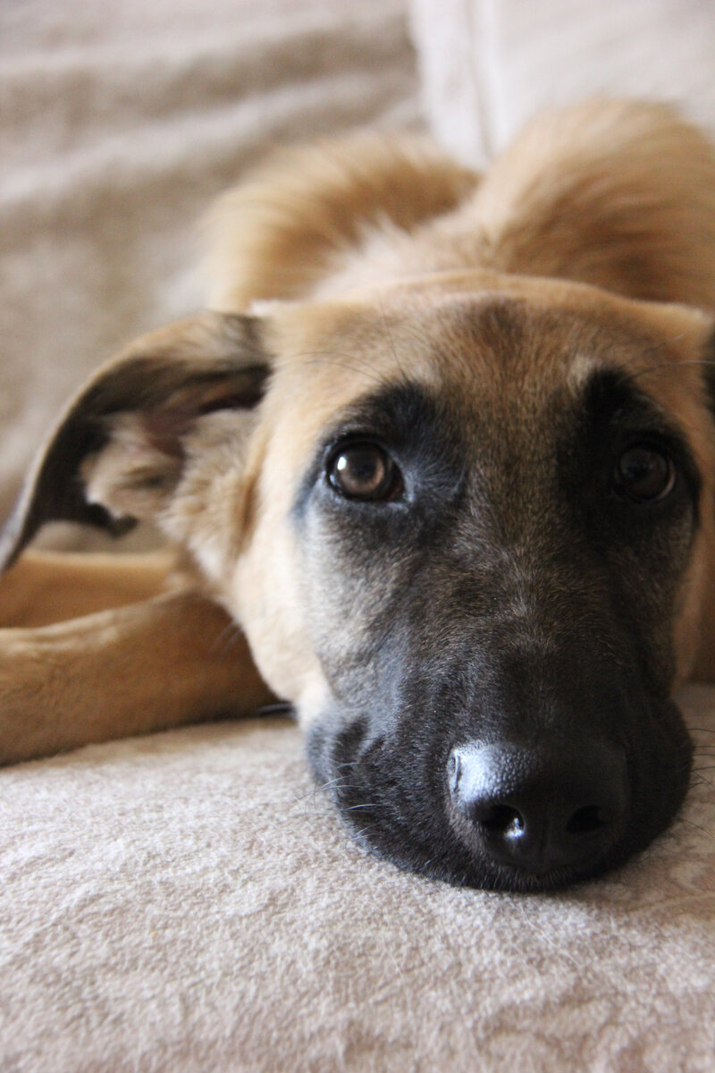 Потерянный, худющий, с больной лапкой, огромными глазами, полными недоумения, но сохранивший веру в людей… Таким мы нашли Тобиаса