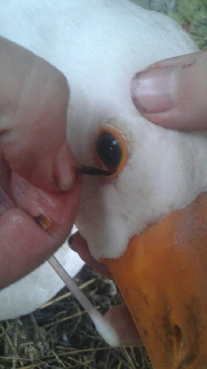 Так владельцы оказывают первую помощь своим питомцам