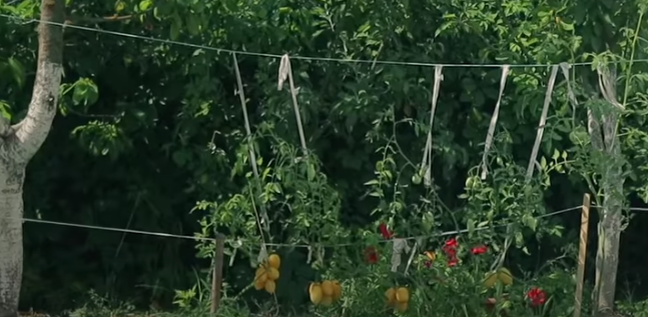 Вот так я сажаю томаты