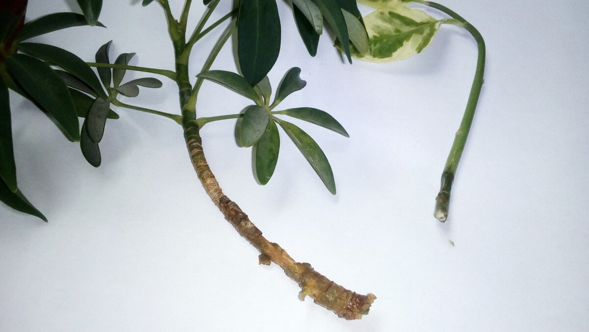 черенки на укоренение