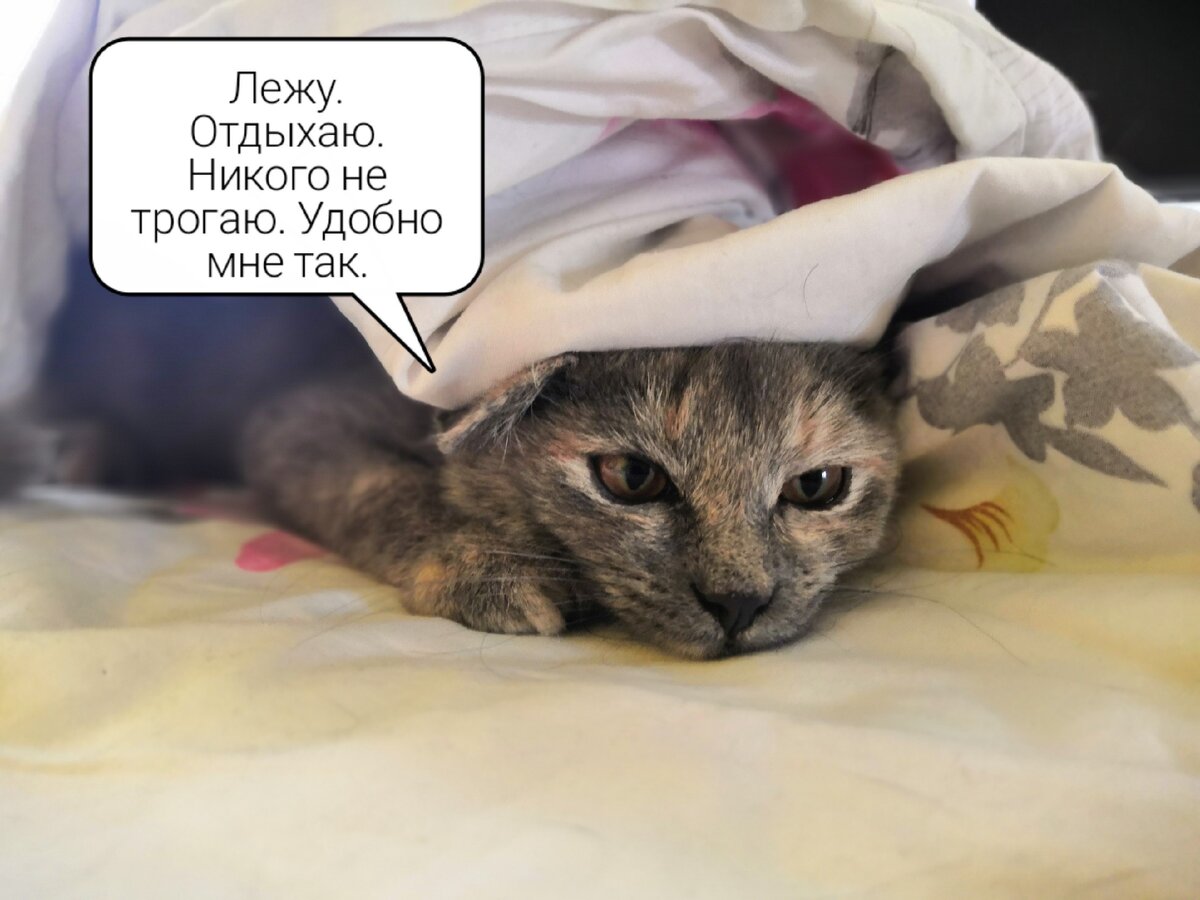 Почему Ваш котик прячется под одеялом? Стоит ли волноваться | Кошка в доме  | Дзен