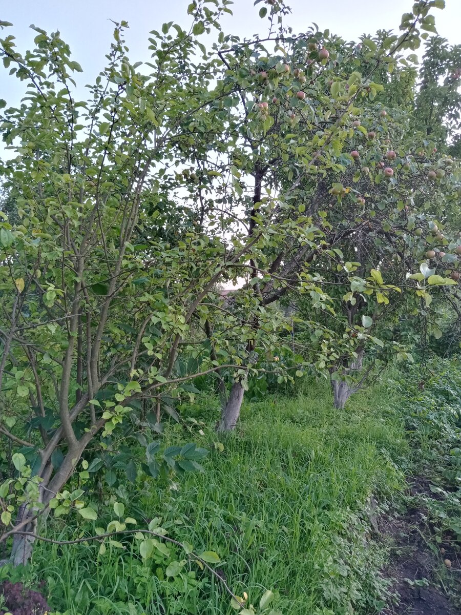 фото автора сад яблоневый.