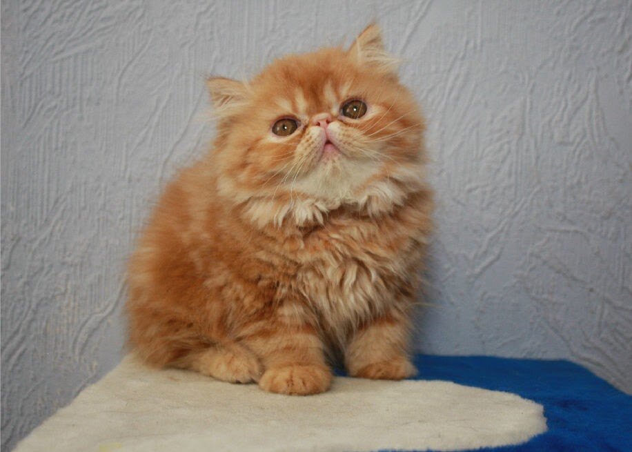 Персидский котенок
