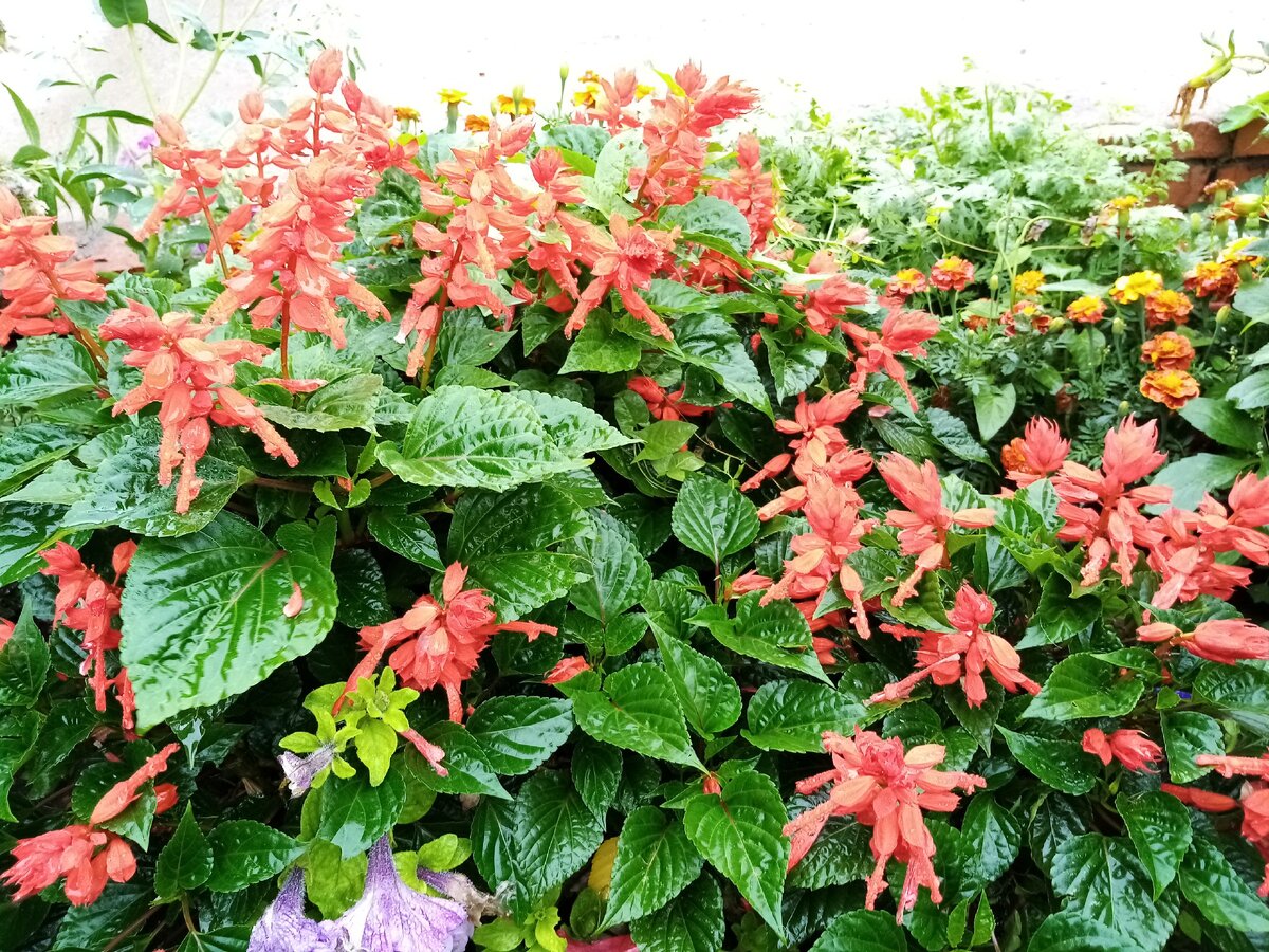 Сальвия ярко красная тоже выглядит прекрасно