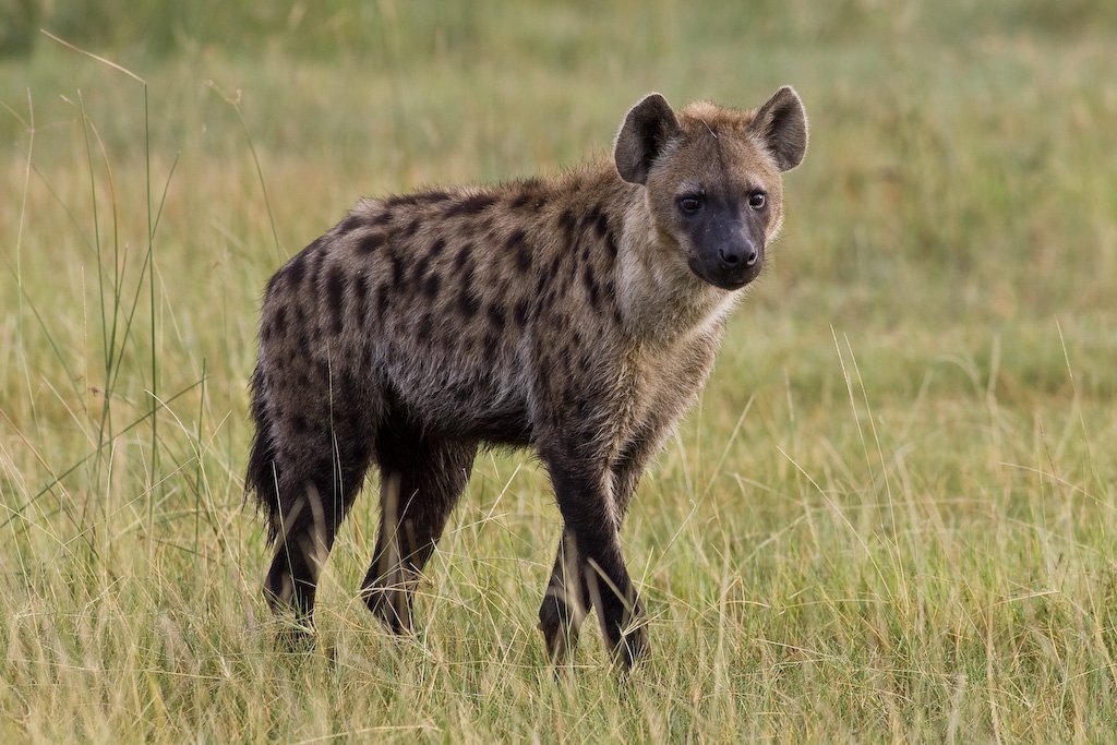 Изображение гиены из Интернета