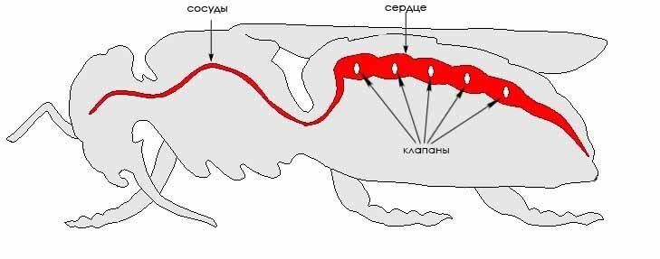 Кровеносная система организма пчелы