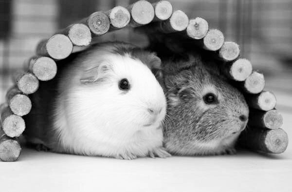 Фото https://www.buzzfeed.com/