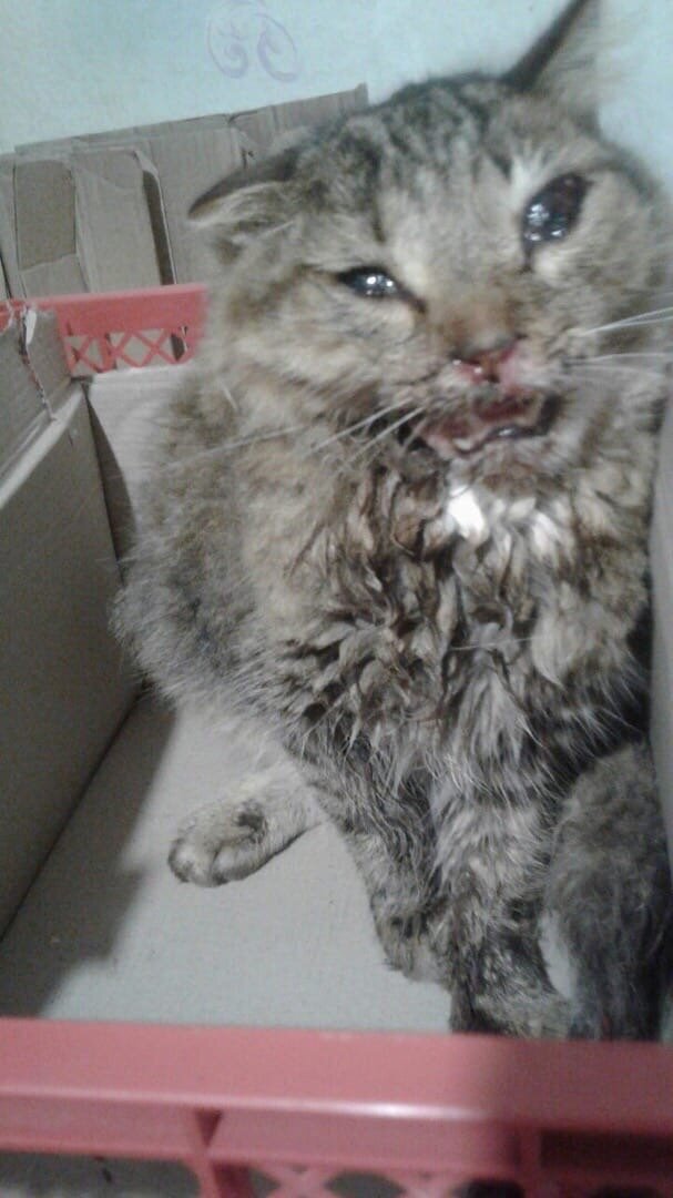 Кот находится на передержке в Нефтекамске 