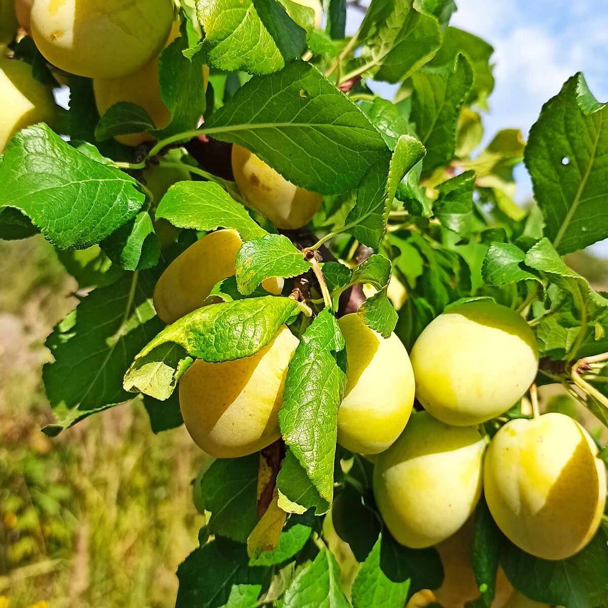 Личный архив