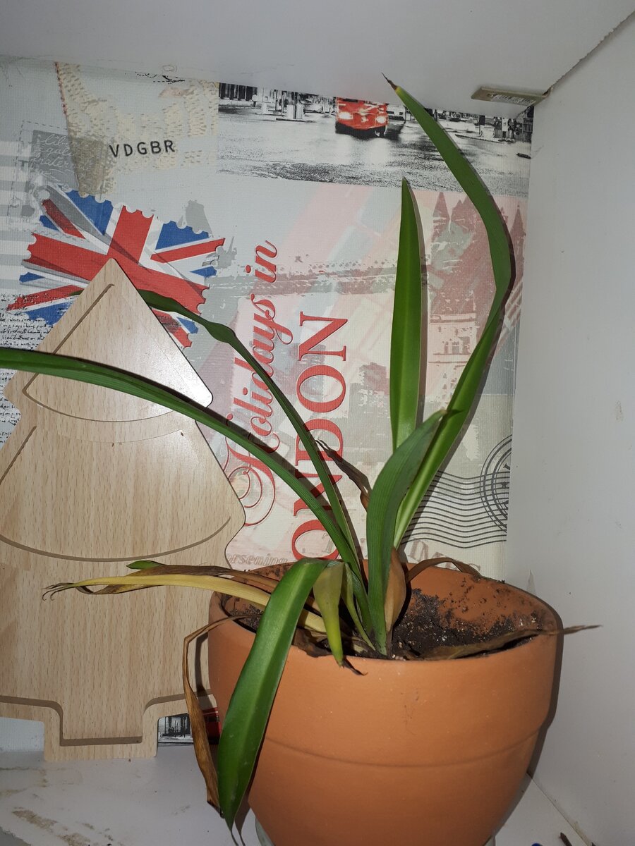 Росток только посажен 