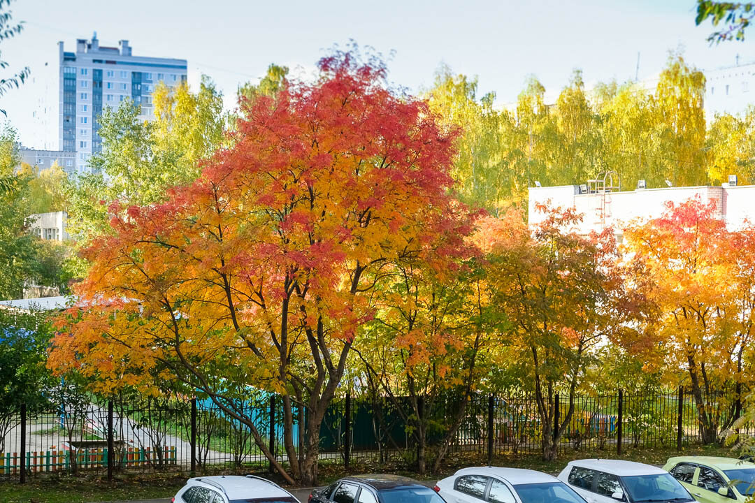 Осень. Вид из окна. 