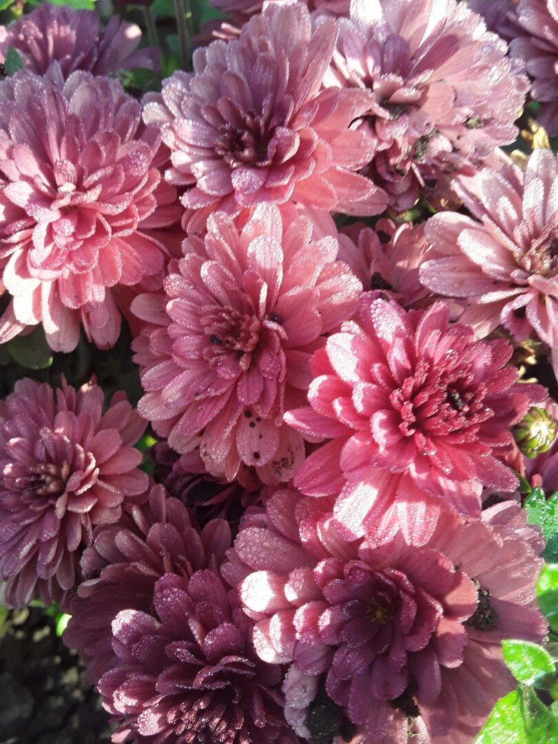 Хризантема мультифлора Brankiss