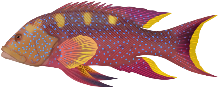 Variola louti
