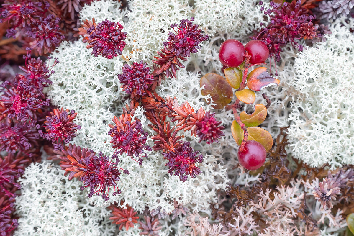 Такие картины может увидеть каждый, если опустить голову и ненадолго замереть.