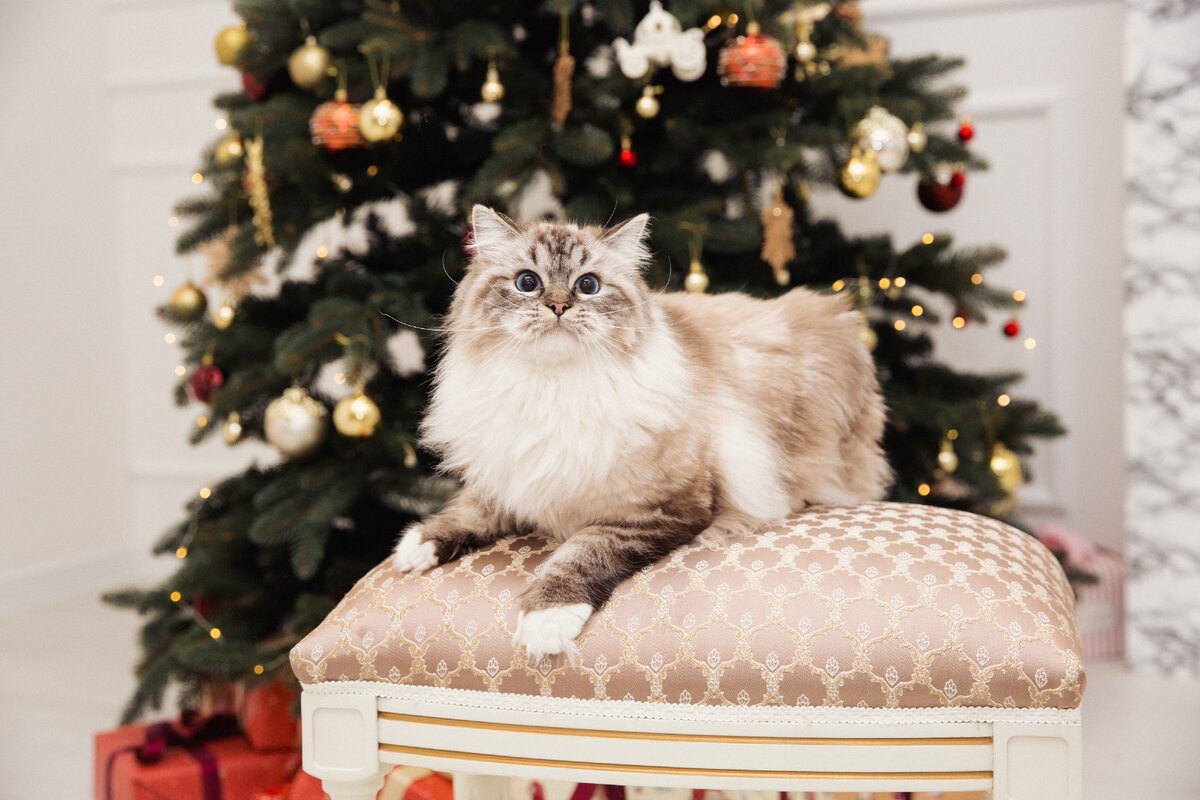 Scarlett O'Hara Valley Tuberose