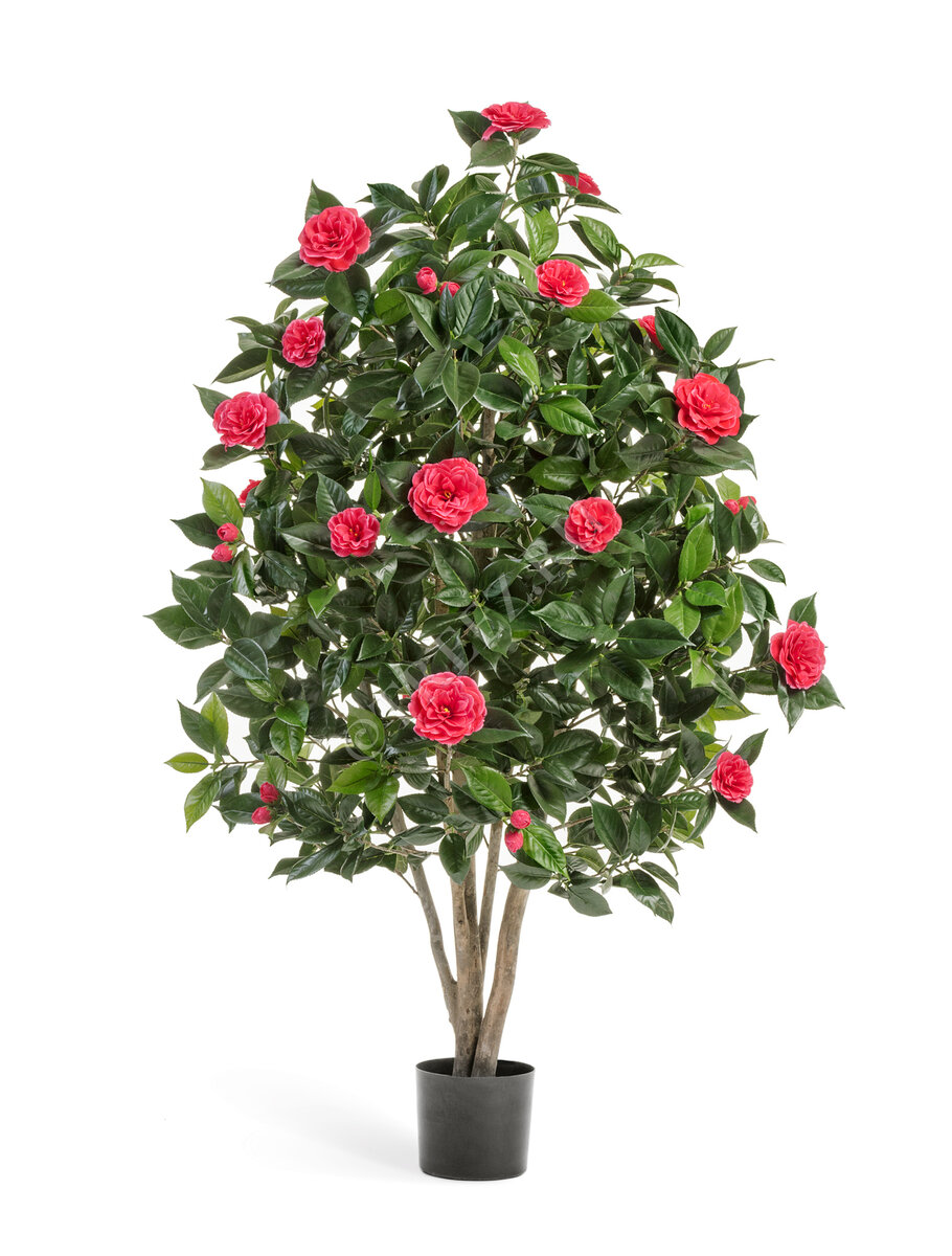 Камелия Японика тёмно-розовая