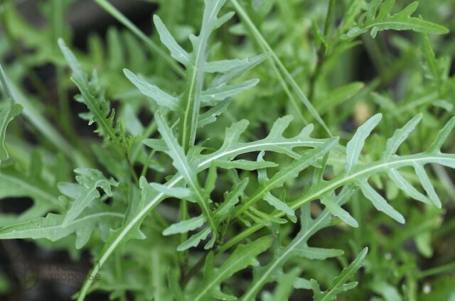 приятная и полезная зелень!