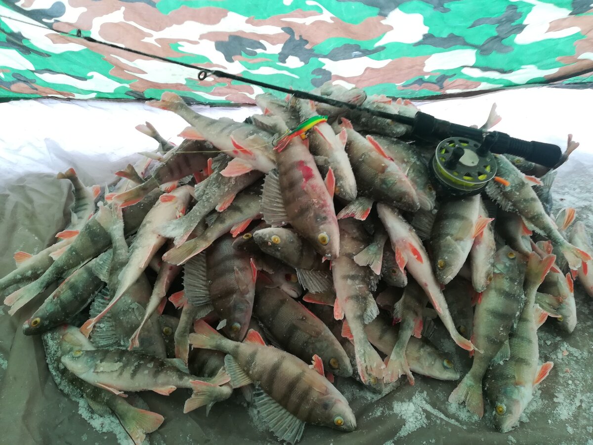 Улов с одной лунки !!!