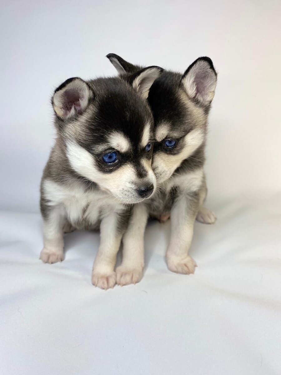 -Мне Мама сказала, что если мы будем хорошо себя вести , вкуснятину дадут! -Все! Позируем!