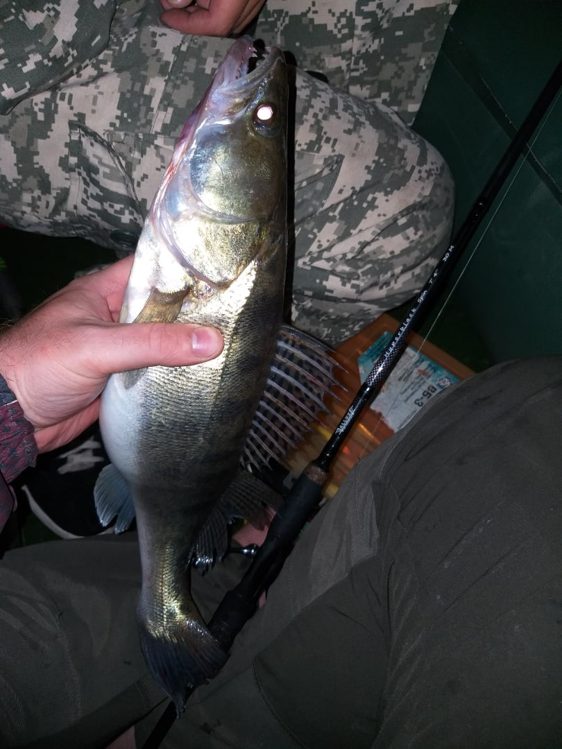 Пойманный клыкастик.